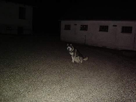 Alaskan malamute chilli billede 4