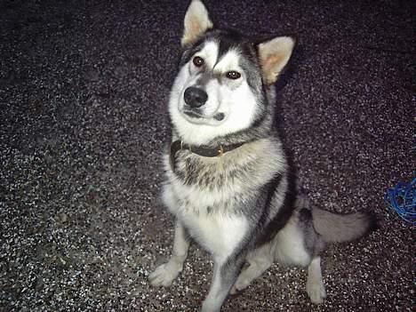 Alaskan malamute chilli billede 5