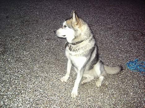 Alaskan malamute chilli billede 6