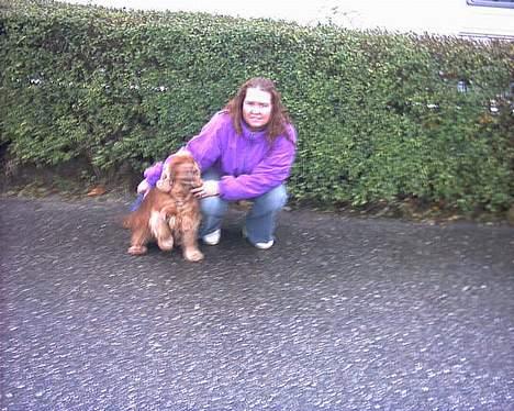 Cocker spaniel lucky (DØD) billede 2