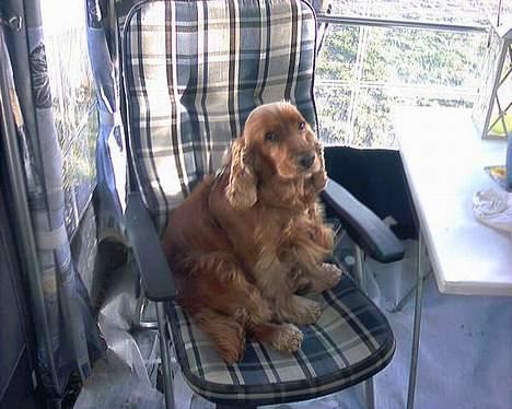 Cocker spaniel lucky (DØD) billede 3