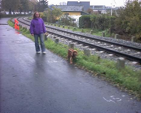 Cocker spaniel lucky (DØD) billede 4