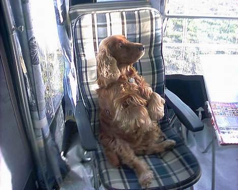 Cocker spaniel lucky (DØD) billede 5