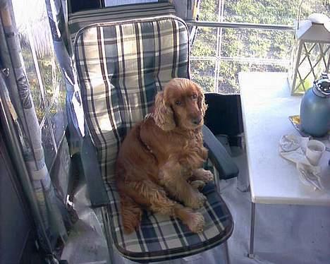 Cocker spaniel lucky (DØD) billede 6