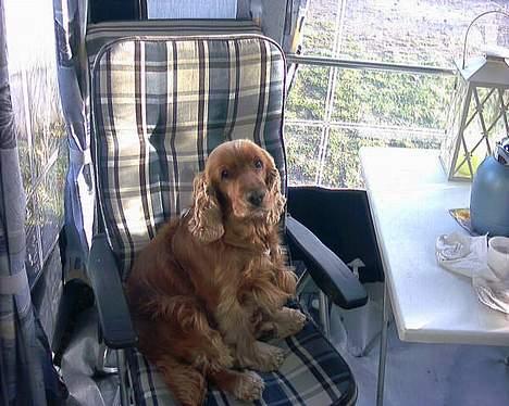 Cocker spaniel lucky (DØD) billede 7