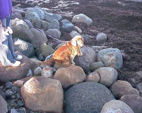 Cocker spaniel lucky (DØD) billede 9