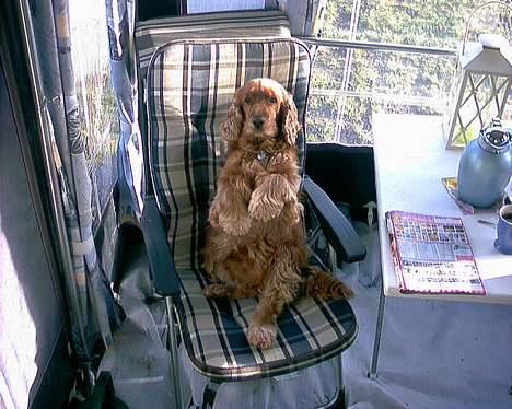 Cocker spaniel lucky (DØD) billede 10