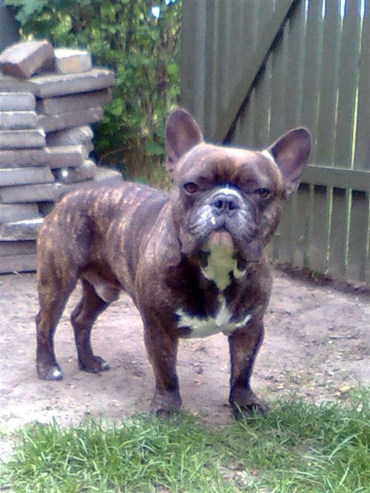 Fransk bulldog Sylvester R.I.P 2011 billede 12