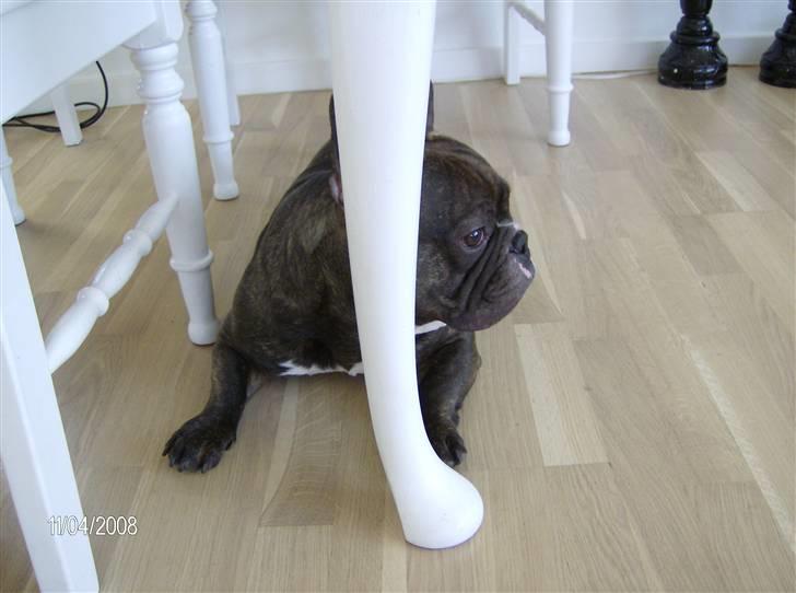 Fransk bulldog Sylvester R.I.P 2011 billede 13