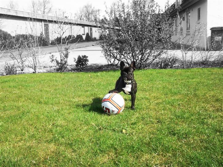 Fransk bulldog FreYa - Kom an - hvis du tør :D billede 1