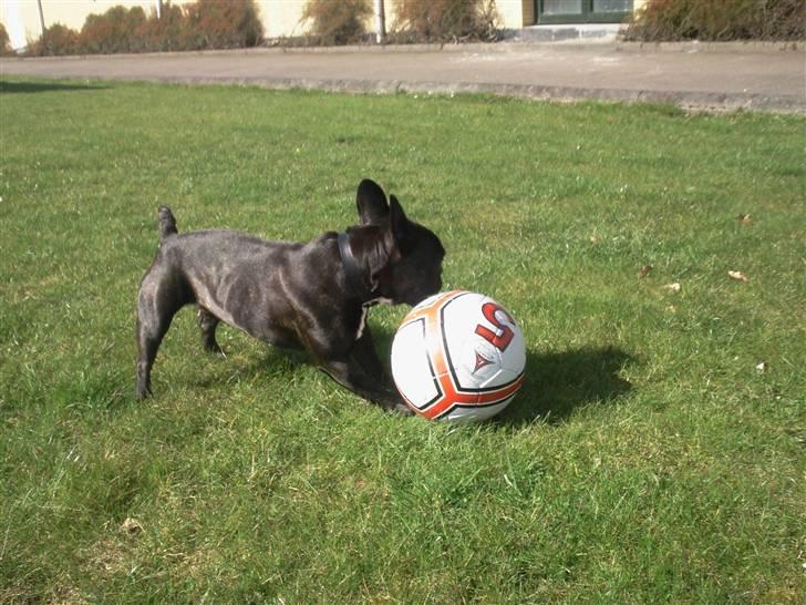 Fransk bulldog FreYa billede 2