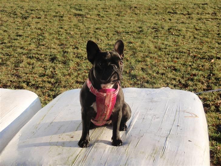 Fransk bulldog FreYa billede 3