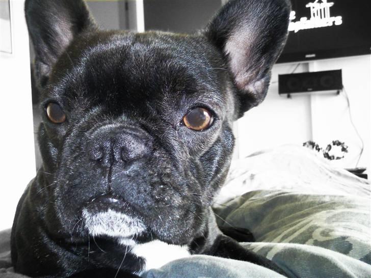 Fransk bulldog FreYa billede 4