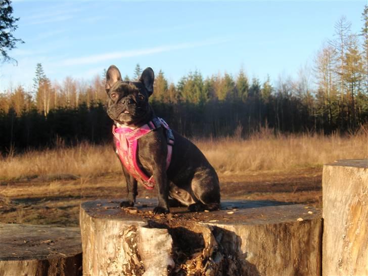 Fransk bulldog FreYa billede 6