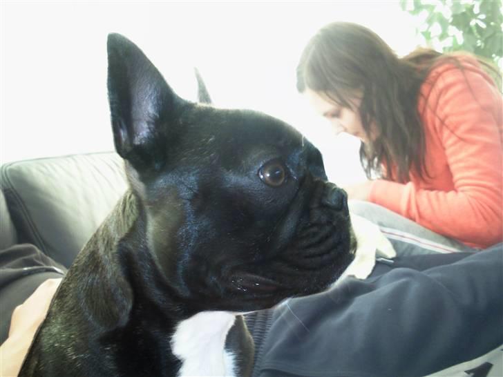 Fransk bulldog FreYa billede 7