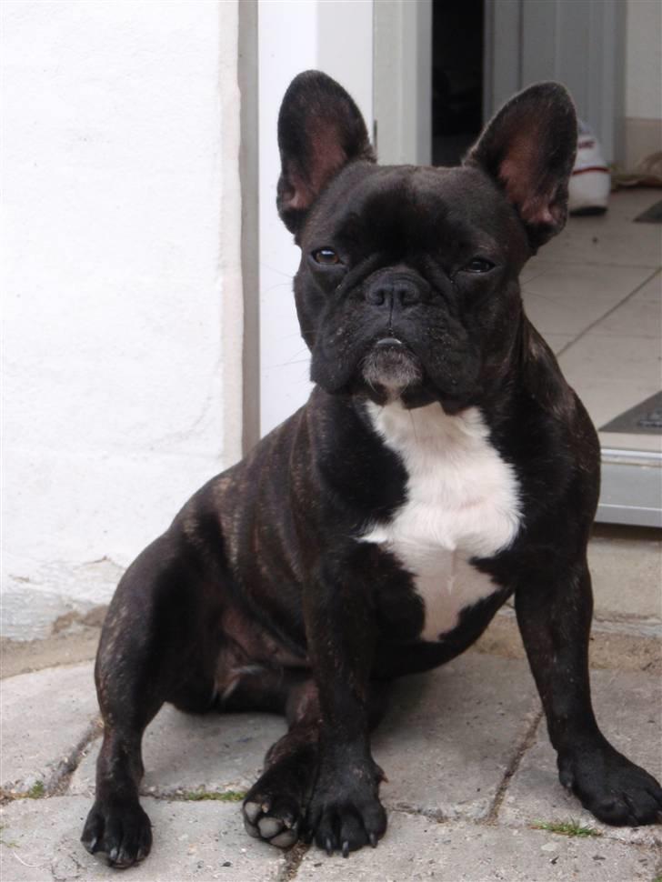 Fransk bulldog FreYa billede 9