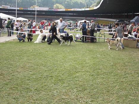 Alaskan malamute Ashanti - på udstilling billede 3