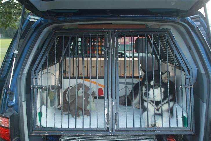 Alaskan malamute Ashanti - Ashanti og hendes nye ven OTTO billede 4