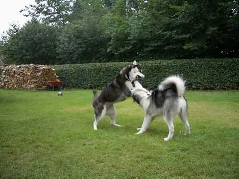 Alaskan malamute Ashanti - Godt nok er du større end mig men jeg gør mit bedste billede 5