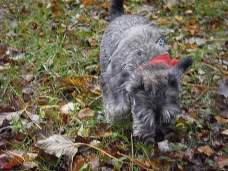 Dvaergschnauzer Tøffe billede 8