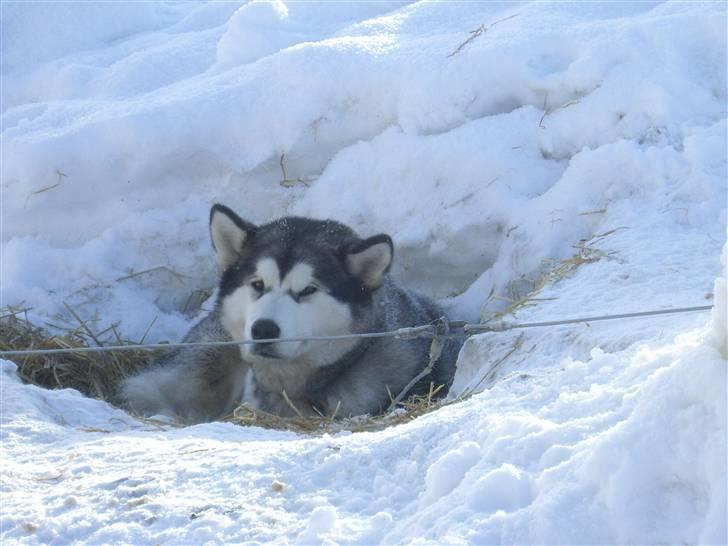 Alaskan malamute Lady  billede 1