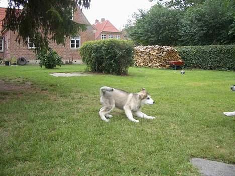 Alaskan malamute Lady  - Vil du lege???? billede 2