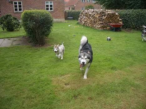 Alaskan malamute Lady  - En lille rundtur i haven er da bare skønt så længe man er to billede 3