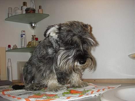 Dvaergschnauzer Tøffe billede 9
