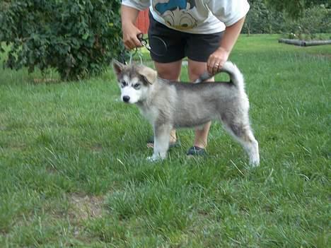 Alaskan malamute Lady  - jeg står da flot billede 4