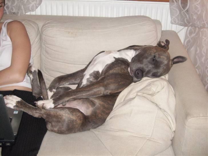 Amerikansk staffordshire terrier Max billede 9