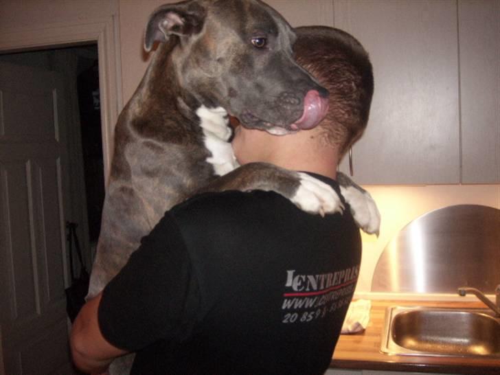 Amerikansk staffordshire terrier Max billede 10