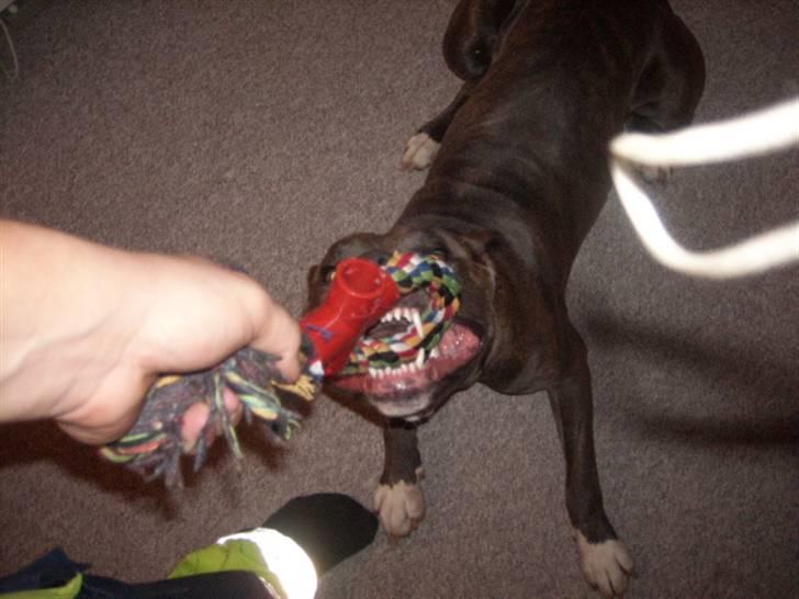 Amerikansk staffordshire terrier Max billede 11