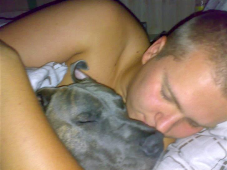 Amerikansk staffordshire terrier Max billede 12