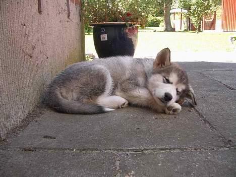 Alaskan malamute Lady  - En lur i ny og næ er godt billede 5