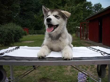 Alaskan malamute Lady  - sikke rn udsigt billede 6