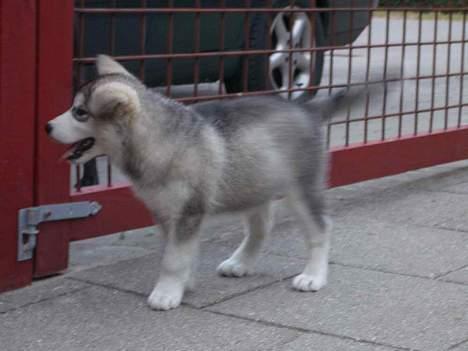 Alaskan malamute Lady  - hvad mon der er på den anden side billede 7