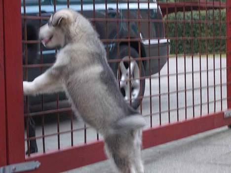 Alaskan malamute Lady  - jeg vil ud billede 8