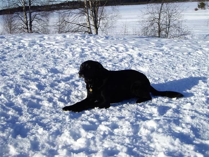 Blanding af racer Elvis - Selvom man er sort er det nu skønt at ligge i solen billede 1