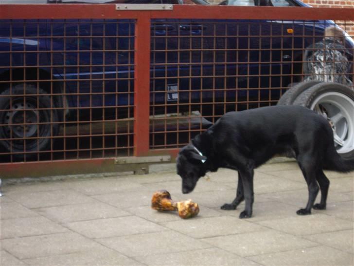 Blanding af racer Elvis - Nøøj hvor et stort ben  billede 2
