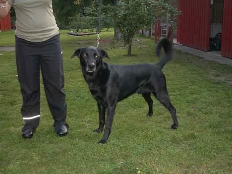 Blanding af racer Elvis - Jeg kan da også stå pænt billede 3