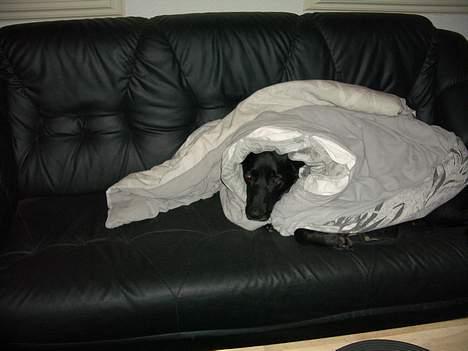 Blanding af racer Elvis - Det er svært at se men det er mig der ligger under dyen i sofaen  billede 4