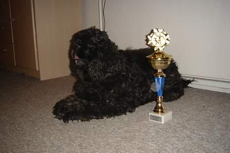 Amerikansk cocker spaniel Eddie - 1 plads til klubmesterskab (agility) for begynder hunde billede 19