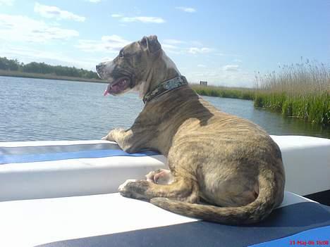 Amerikansk staffordshire terrier Bianco billede 6