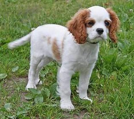 Cavalier king charles spaniel Simba - ikke ret gammel!! billede 6