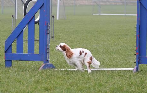 Cavalier king charles spaniel Simba - Nu er jeg snart stor nok til at pindene kan sættes op! 3/4-07. Foto:schnauzerpower.dk  billede 7