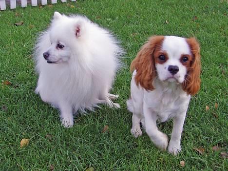 Japansk spids Tetsu - Mig og min nye lillebror Simba på 7 mdr. billede 6