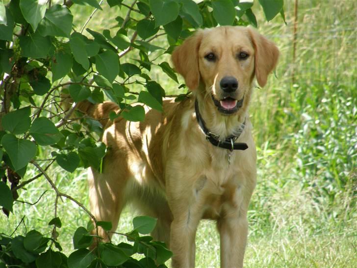 Golden retriever Sif - Min smukke pige billede 1