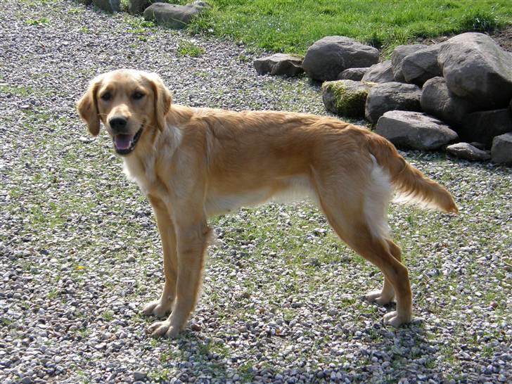 Golden retriever Sif - Sif billede 2