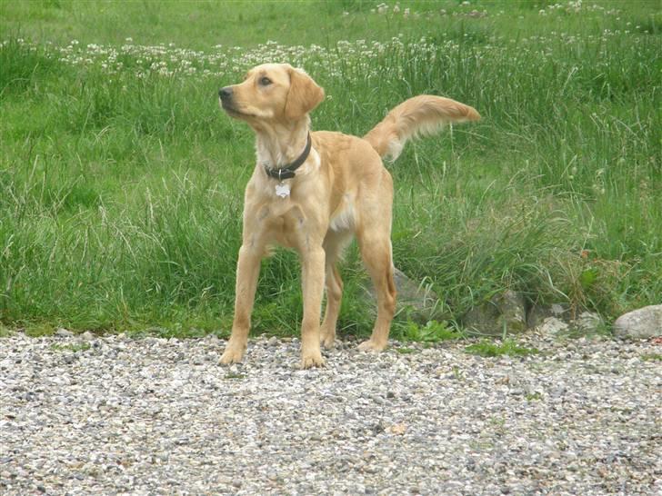 Golden retriever Sif - Sif billede 3