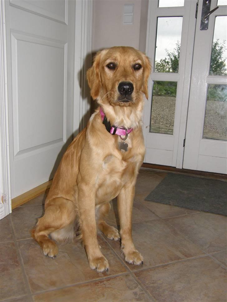 Golden retriever Sif - Sif billede 4